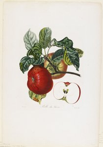 Belle de Havre (appel), uit Traite des Arbres Fruitiers, 1807-35 door Pierre Jean Francois Turpin