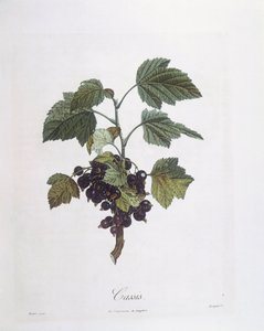 Zwarte bes (Ribes nigrum) of cassis Noir de Bourgogne, botanische plaat door Pierre Jean Francois Turpin door Pierre Jean Francois Turpin
