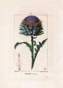 Botanisch: artisjok - Artisjokplant, bladeren en bloem, Cynara cardunculus. Handgekleurde stipple kopergravure door Lambert naar een tekening van Pierre Jean-Francois Turpin uit Chaumeton, Poiret et Chamberet