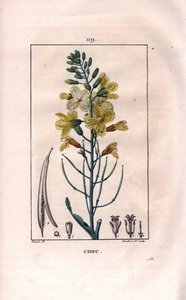 Botanisch: koolbloem. Handgekleurde stipple kopergravure door Lambert naar een tekening van Pierre Jean-Francois Turpin uit Chaumeton, Poiret et Chamberet