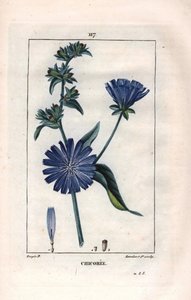 Botanisch: cichorei met bloem - Cichoreiplant en bloem, Cichorium intybus. Handgekleurde stipple kopergravure door Lambert naar een tekening van Pierre Jean-Francois Turpin uit Chaumeton, Poiret et Chamberet