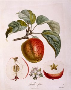 Botanie - Rosaceae - appel 