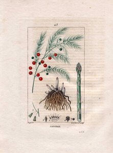 Botanie: asperge - Aspergewortel, bloem en vrucht, Asparagus officinalis door Pierre Jean Francois Turpin