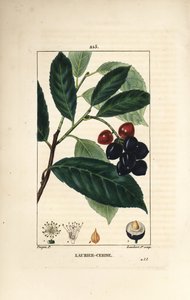 Laurierkers