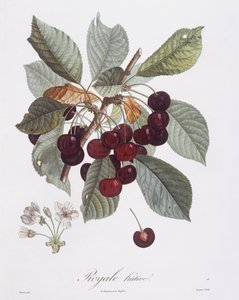 Kersenboom (Prunus avium), Henry Louis Duhamel du Monceau, botanische plaat door Pierre Jean Francois Turpin
