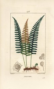 Gewone eikvaren - Polypody varen, Polypodium vulgare, met blad, zaad en wortel door Pierre Jean Francois Turpin