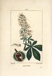 Gewone kastanje, paardenkastanje, Aesculus hippocastanum, met bloem, blad en zaad