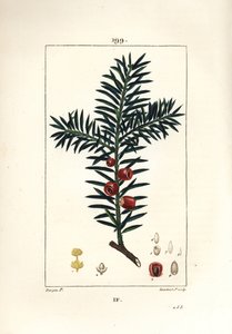 Gewone taxus door Pierre Jean Francois Turpin