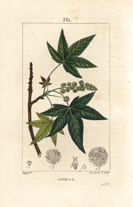 Copalm van Amerika of Liquidambar - Storax of vloeibare amber, Liquidambar styraciflua. Handgekleurde stipple kopergravure door Lambert Junior