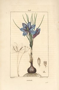 Krokus - Saffraankrokus, Crocus sativus, met bloem, blad, stengel, bol en stigma
