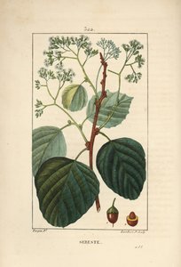 Huiselijke Sebestier - Assyrische pruim of lasura, Cordia myxa, met bloem, blad, stengel en vrucht