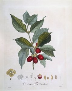 Europese kornoelje (Cornus mas), botanische plaat door Pierre Jean Francois Turpin