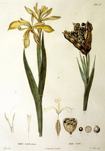Stinkende Iris, gegraveerd door L. J. Allais (handgekleurde gravure) door Pierre Jean Francois Turpin