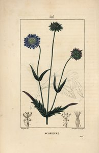 Veldknautia of veldscabiosa - Veldscabiosa, Knautia arvensis, met bloem, blad, steel, zaad en bladomtrek