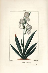 Florentijnse iris, Florence iris - Florentijnse iris, Iris florentina, bloem en blad. Handgekleurde stipple kopergravure door Dubois naar een tekening van Pierre Jean-Francois Turpin uit Chaumeton, Poiret en Chamberet