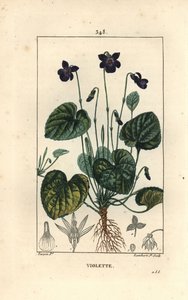 Geurige viooltje door Pierre Jean Francois Turpin