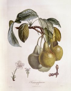 Frangipane (Plumeria) vruchten, botanische plaat door Pierre Jean Francois Turpin door Pierre Jean Francois Turpin