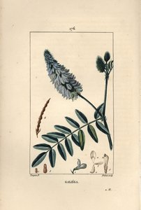 Galega, Galega officinalis, met bloem, blad en zaad door Pierre Jean Francois Turpin