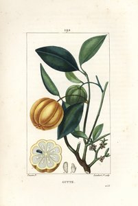 Garcinia gummi gutta of Malabar Tamarinier, Gambooge, Brindall Bay - Gom guttae boom, Cambogia gutta, met vrucht, blad, bloem en vrucht in doorsnede. Handgekleurde stipple kopergravure door Lambert Junior naar een tekening van Pierre Jean-Francois Turpin