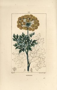 Gomferula of galbanum - Galbanum, Ferula gummosa, met bloemen, bladeren en zaden. Handgekleurde stipple kopergravure door Lambert Junior naar een tekening van Pierre Jean-Francois Turpin uit Chaumeton, Poiret et Chamberet