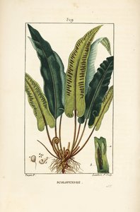 Hertentongvaren, Asplenium scolopendrium, met blad, zaad en wortel