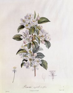 Meidoorn (Crataegus azarolus) bloem, botanische plaat door Pierre Jean Francois Turpin