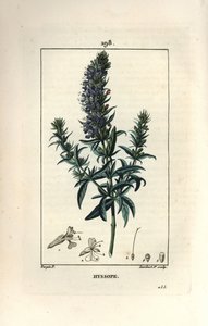 Hyssop officinale of hyssop - Hyssop, Hyssopus officinalis. Handgekleurde stipple kopergravure door Lambert Junior naar een tekening van Pierre Jean-Francois Turpin uit Chaumeton, Poiret en Chamberet