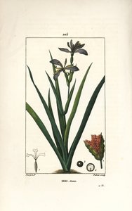 Stinkende iris - Stinkende iris, Iris foetida, met bloem, blad en zaaddoos. Handgekleurde stipple kopergravure door Dubois naar een tekening van Pierre Jean-Francois Turpin uit Chaumeton, Poiret en Chamberet