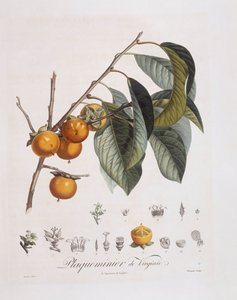 Japanse persimmon of kaki (Diospyros kaki), botanische plaat door Pierre Jean Francois Turpin