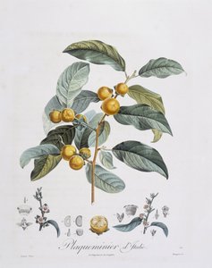 Japanse Persimmon of kaki (Diospyros kaki), botanische plaat door Pierre Jean Francois Turpin