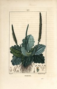 Grote weegbree - Weegbree, Plantago major, met blad, bloem en wortels