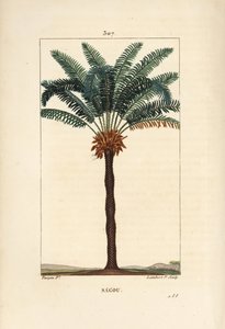 Grote tak of grote cycas - Koningin sago, Cycas circinalis, met blad, zaad en stam