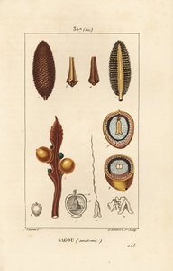Grote tak of grote cycaszaden - Koning sago, Cycas circinalis, met zaad en doorsnede door Pierre Jean Francois Turpin