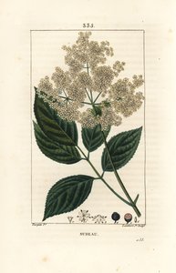 Grote vlier of zwarte vlier - Gewone vlierboom, Sambucus nigra