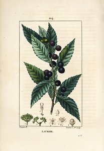 Laurierboom, Laurus nobilis, met blad, bes en zaad. Handgekleurde stipple kopergravure door Lambert Junior naar een tekening van Pierre Jean-Francois Turpin uit Chaumeton, Poiret en Chamberet