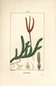 Lycopod officinal of gras met knoppen - Gewone clubmos, Lycopodium clavatum. Handgekleurde stipple kopergravure door Lambert Junior naar een tekening van Pierre Jean-Francois Turpin uit Chaumeton, Poiret en Chamberet
