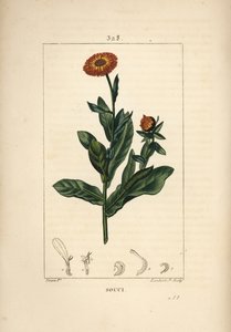 Goudsbloem, Calendula officinalis, met bloem, blad en stengel
