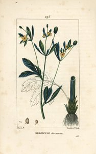 Moerasdotterbloem, moerasbevolking of watergoudsbloem - Moerasgoudsbloem of moerasboterbloem, Caltha palustris (Ranunculus palustris), met bloem, blad, stengel, wortel en zaad. Handgekleurde stipple kopergravure door Lambert Junior naar een tekening van Pi
