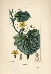 Meloenbloemen