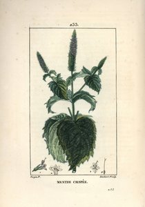 Kroes munt, frizzy of hol - Gekrulde munt, Mentha crispa. Handgekleurde stipple kopergravure door Lambert Junior naar een tekening van Pierre Jean-Francois Turpin uit Chaumeton, Poiret en Chamberet