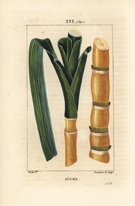 Edele riet - Suikerriet, Saccharum officinarum, stengel en blad. Handgekleurde stipple kopergravure door Lambert Junior door Pierre Jean Francois Turpin