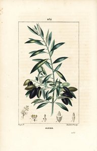 Olijfboom, Olea europaea, met blad, tak, vrucht en zaad. Handgekleurde stipple kopergravure door Lambert Junior naar een tekening van Pierre Jean-Francois Turpin uit Chaumeton, Poiret en Chamberet