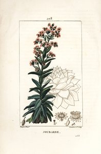 Orpin - Gewone huislook, Sedum majus. Handgekleurde stipple kopergravure door Lambert Junior naar een tekening van Pierre Jean-Francois Turpin uit Chaumeton, Poiret en Chamberet