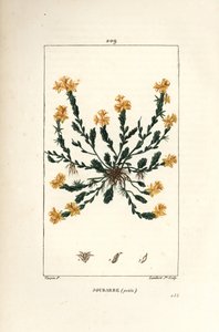 Orpin acre - Goudsedum, Sedum acre. Handgekleurde stipple kopergravure door Lambert Junior naar een tekening van Pierre Jean-Francois Turpin uit Chaumeton, Poiret en Chamberet