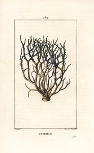 Orseille of Franse purper (korstmos), Roccella tinctoria, korstmos gebruikt voor verf uit de Kaapverdische eilanden. Handgekleurde stipple kopergravure door Lambert Junior naar een tekening van Pierre Jean-Francois Turpin uit Chaumeton, Poiret en