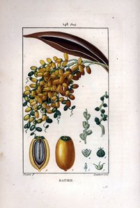 Dadelpalm, Phoenix dactylifera, met rijpe vruchten op een tak en individuele vruchten in doorsnede door Pierre Jean Francois Turpin