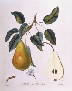 Peer "Belle de Bruxelles", botanische plaat door Pierre Jean Francois Turpin door Pierre Jean Francois Turpin