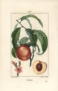 Perzikboom