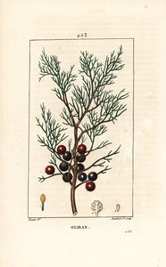 Fenicie of Lycia Jeneverbes of Rode Jeneverbes - Fenicische jeneverbes, arar, of wierook, Juniperus phoenicea, met tak, blad en bes. Handgekleurde stipple kopergravure door Lambert Junior naar een tekening van Pierre Jean-Francois Turpin uit Chaumeton, Po door Pierre Jean Francois Turpin