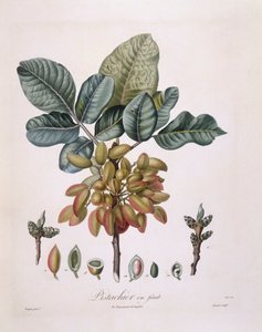 Pistache (Pistacia vera), botanische plaat door Pierre Jean Francois Turpin